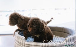 Perro de Agua Español perros en venta: camada perro de agua  - Imagen 3