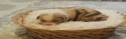 Pastor Australiano perros en venta: Excelente camada de Pastor Australiano  - Anuncio 7
