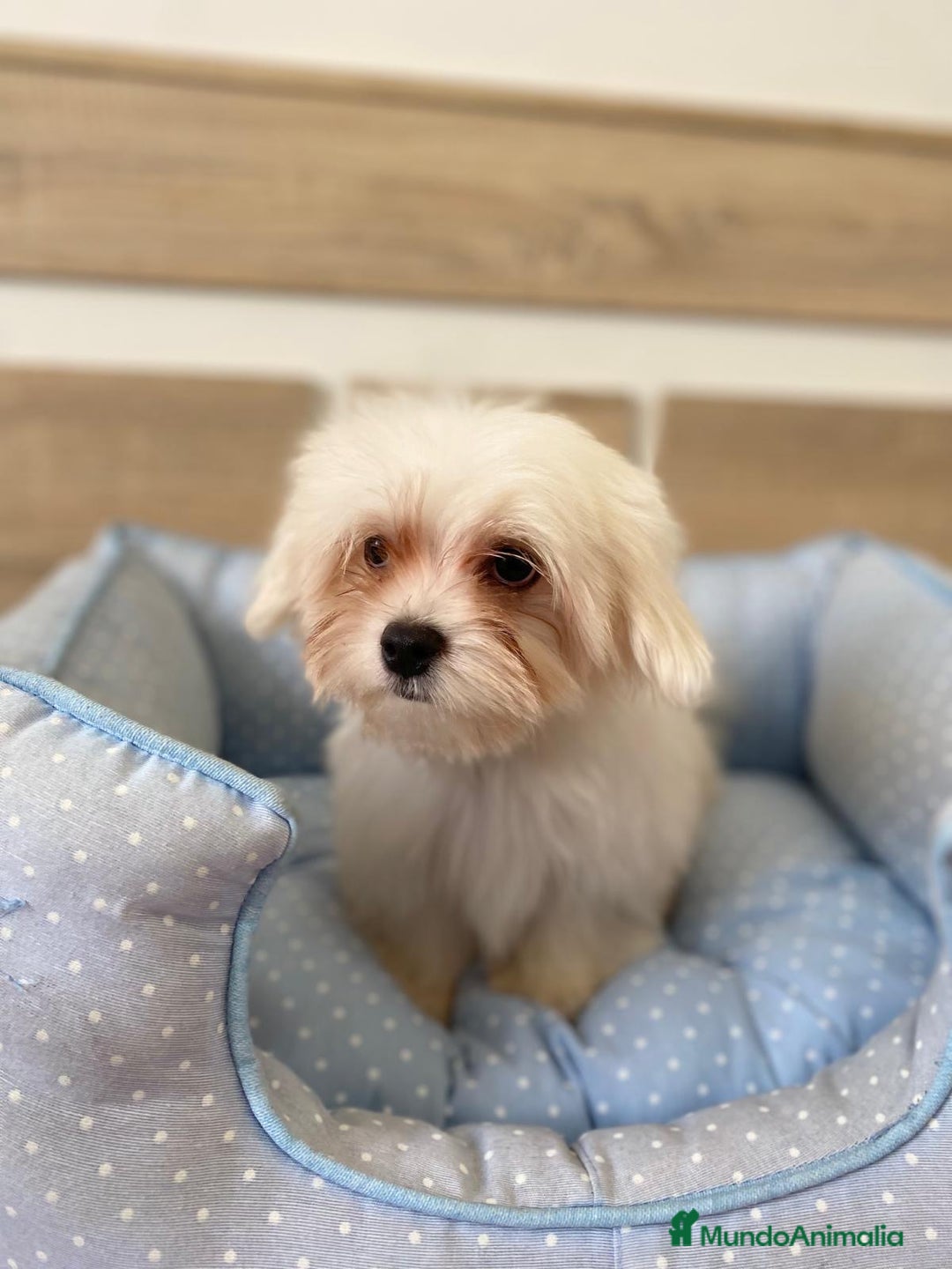 Bichón Maltés perros en venta: BICHON MALTES - Anuncio 5