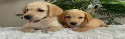 Labrador Retriever perros en venta: LABRADOR RETRIEVER  - Anuncio 7