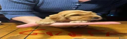 Cocker Spaniel Inglés perros en venta: Excepcionales cachorros cocker spaniel inglés  - Anuncio 3