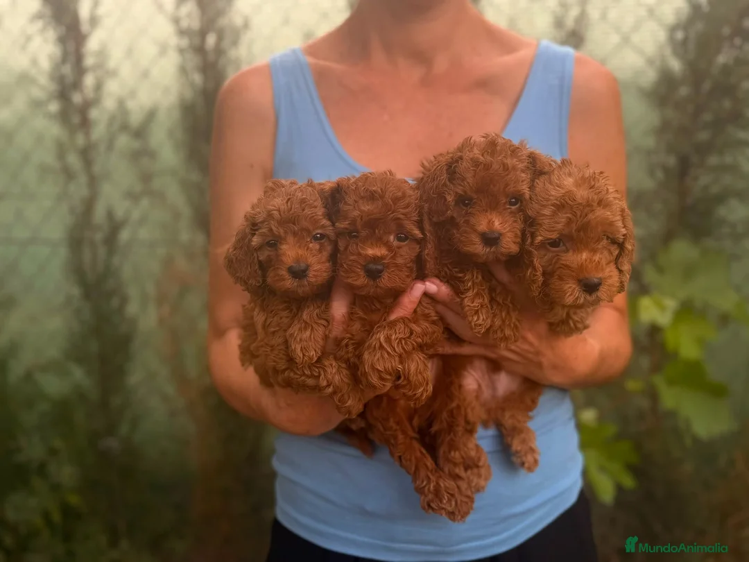 Caniche Enano perros en venta: Caniches enanos - Anuncio 1