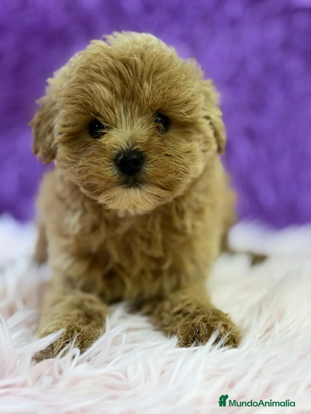 Maltipoo perros en venta: MALTIPOO APRICOT - Anuncio 9