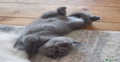 Británico de Pelo Largo gatos British long hair  - Anuncio 16