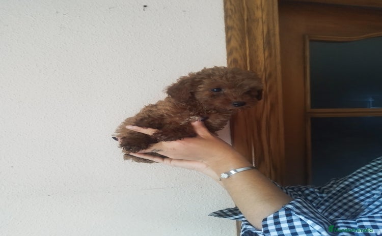 Caniche Toy perros CANICHES ROJOS EXCLUSIVOS  - Anuncio 5