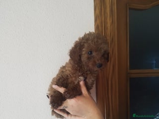 Caniche Toy perros CANICHES ROJOS EXCLUSIVOS - Anuncio 34