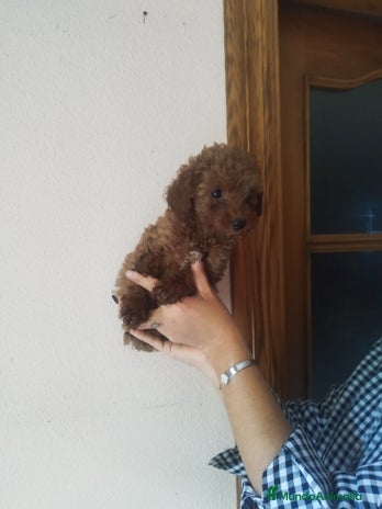Caniche Toy perros CANICHES ROJOS EXCLUSIVOS - Anuncio 5