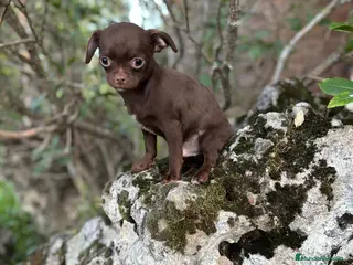 Chihuahua perros Chihuahua chocolate !! - Anuncio 1