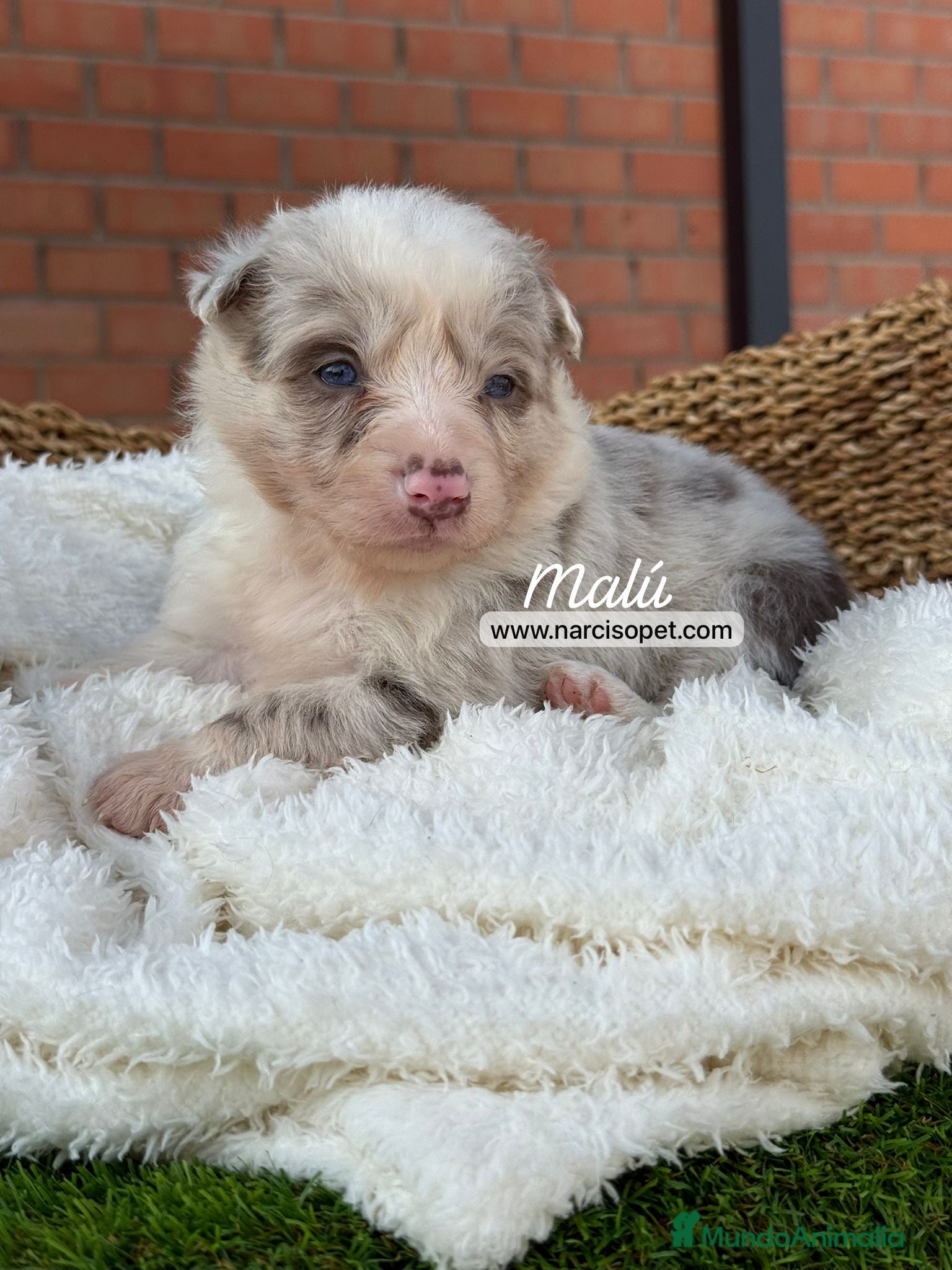 Border Collie perros en venta: BORDER COLLIE LILAC MERLE - Anuncio 1