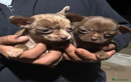 Chihuahua perros en venta: Chihuahuas Toy chocolates  - Imagen 1