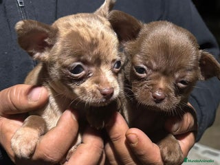 Chihuahua perros - Anuncio 2