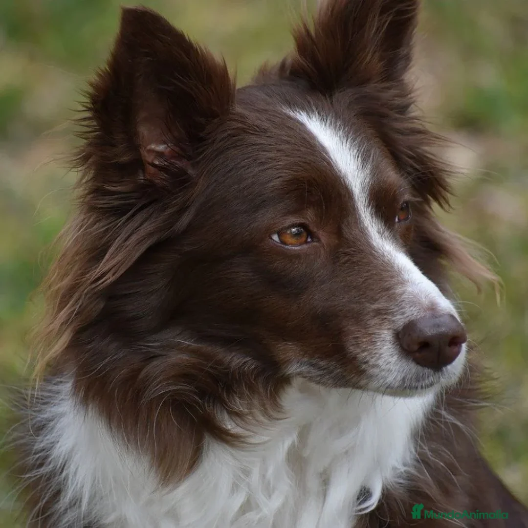 Border Collie perros en venta: border collie - Anuncio 2