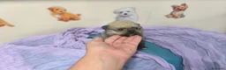 Pomerania perros en venta: Pomerania miniatura en mallorca - Anuncio 3