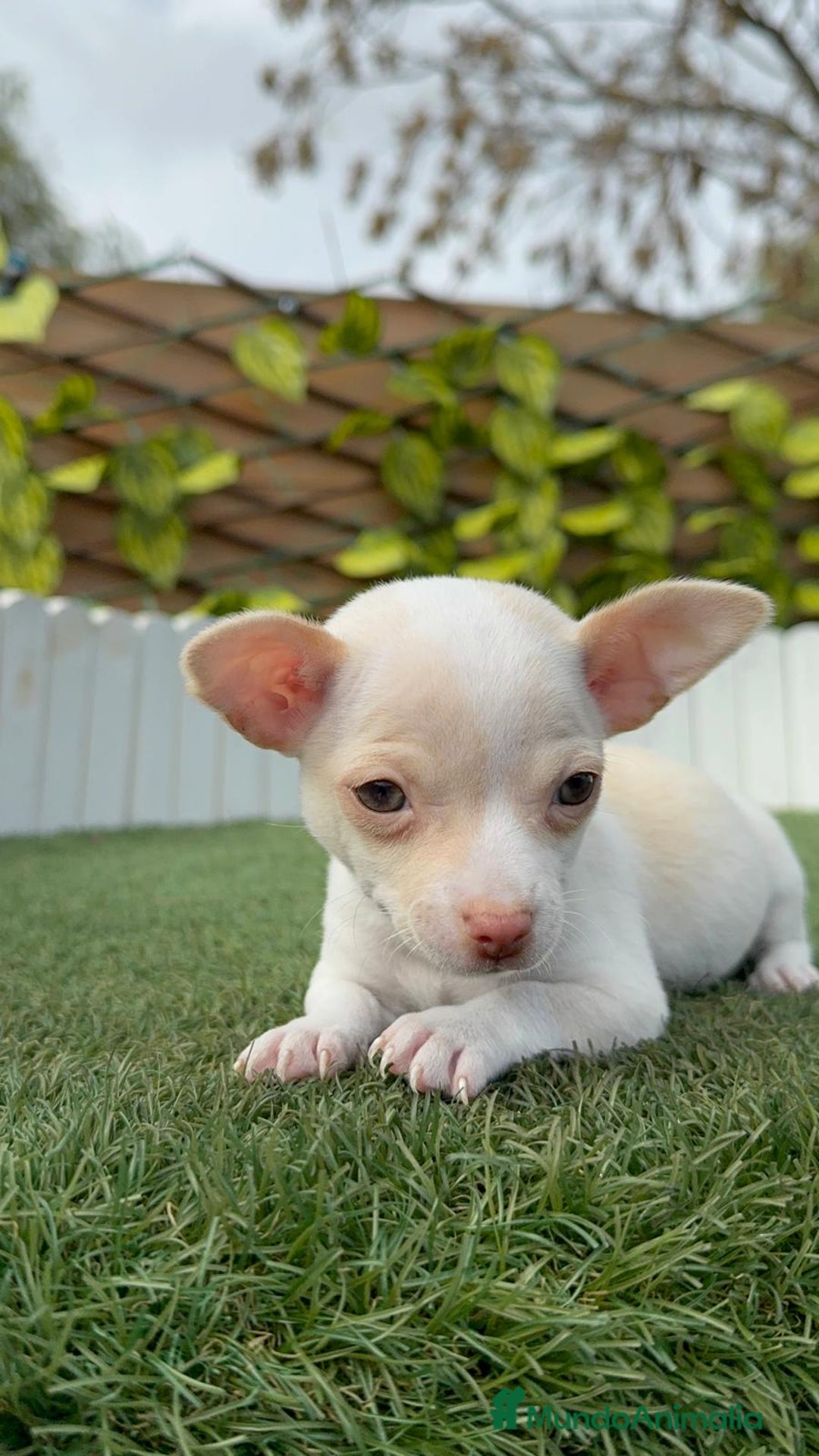 Chihuahua perros en venta: CHIHUAHUA MACHO - Anuncio 11