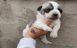 Mastín Español perros en venta: MASTÍN ESPAÑOL - Imagen 3