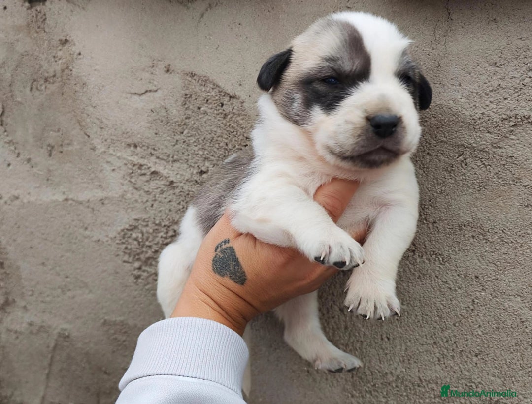 Mastín Español perros en venta: MASTÍN ESPAÑOL - Imagen 3