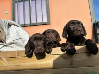 Labrador Retriever perros en Barcelona - Anuncio 23