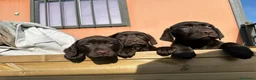 Labrador Retriever perros en venta: LABRADORES XOCOLATE en Barcelona - Anuncio 1