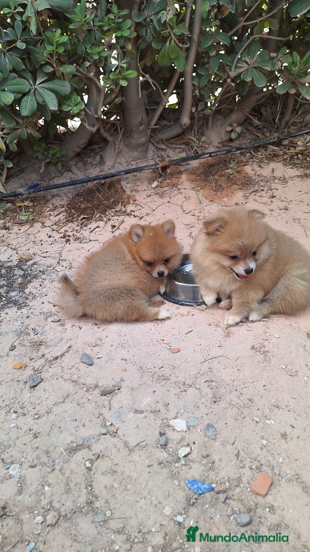 Pomerania perros en venta: Pomerania  - Imagen 1
