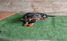 Teckel Miniatura perros en venta: Cachorro macho teckel arlequín plata  - Imagen 2