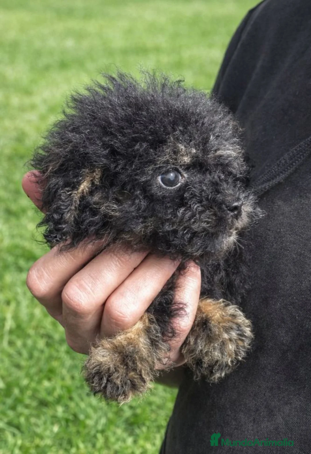 Caniche Toy perros en venta: caniche toy ( tacita de te ) - Anuncio 3