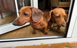 Teckel Miniatura perros en venta: Camada Teckel pelo corto miniatura - Imagen 2