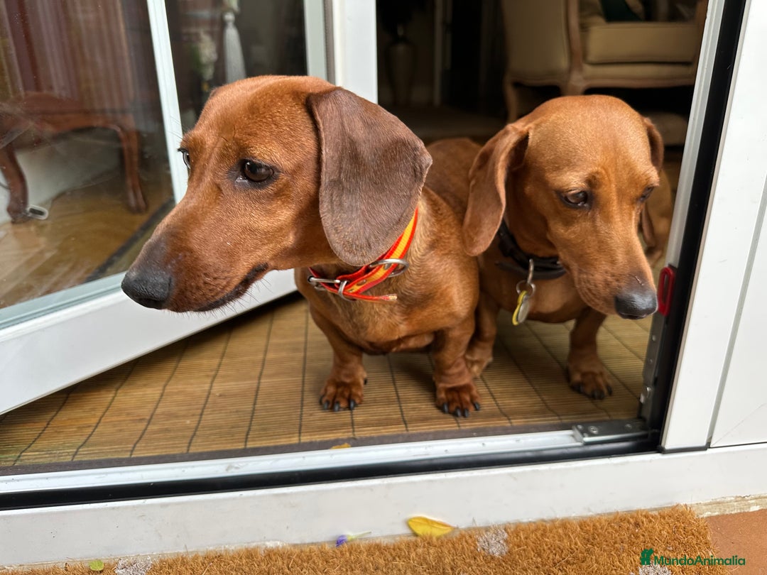 Teckel Miniatura perros en venta: Camada Teckel pelo corto miniatura - Imagen 2