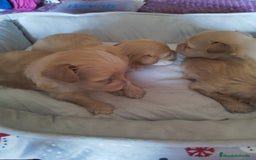Maltipoo perros en venta: Maltipoo calidad y selección  - Imagen 2
