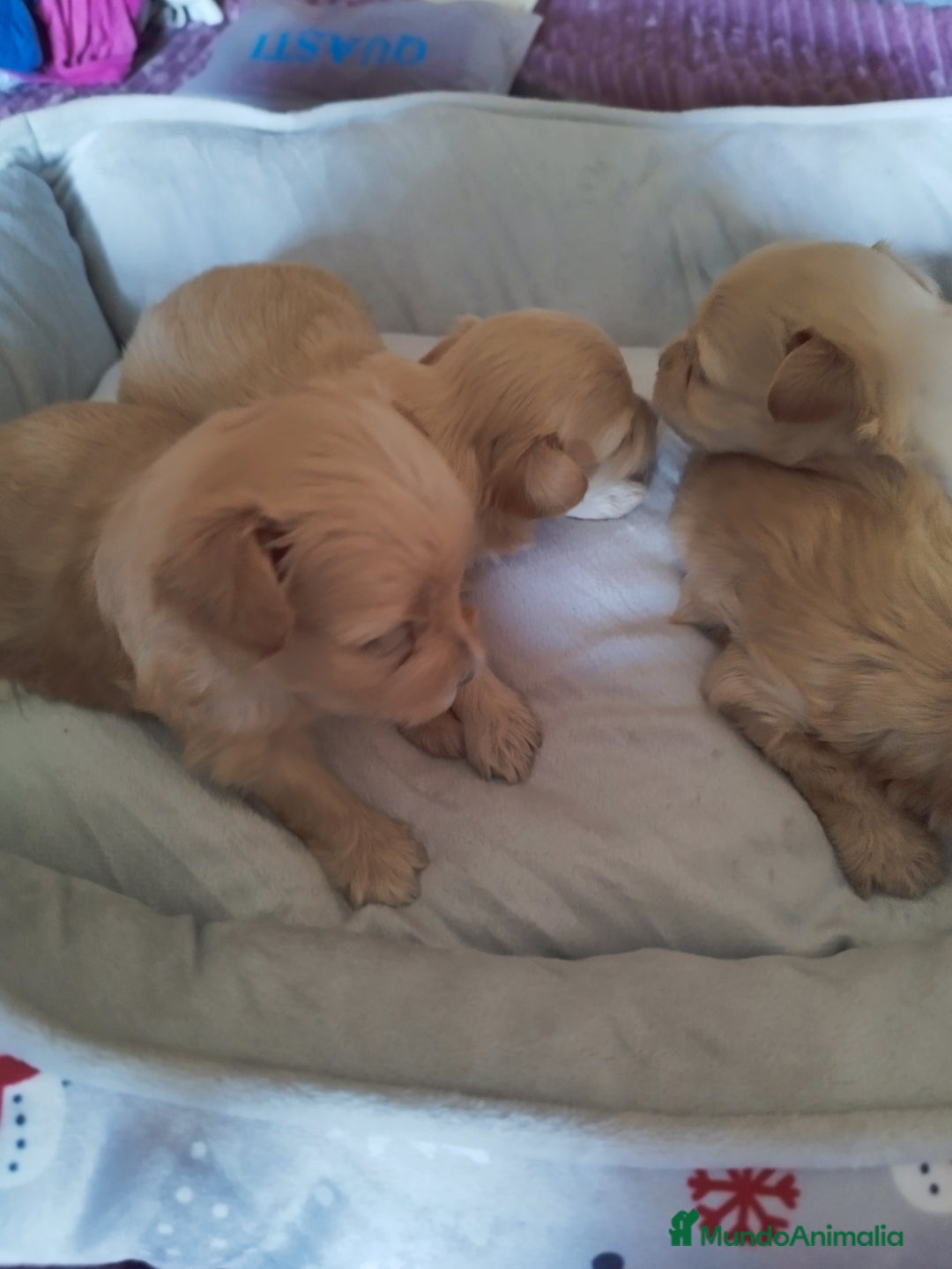 Maltipoo perros en venta: Maltipoo calidad y selección  - Imagen 2