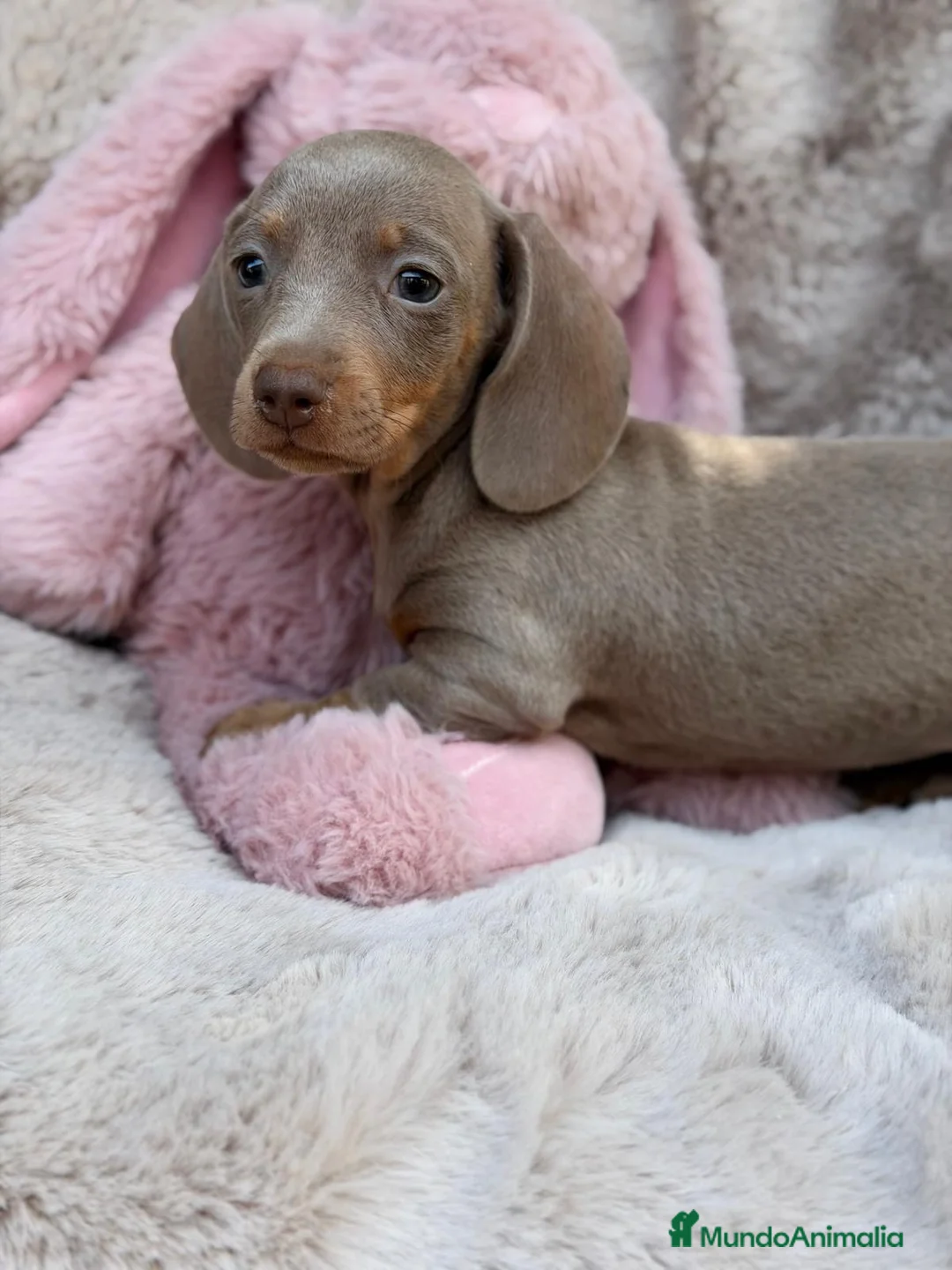 Teckel Miniatura perros en venta: Camada teckel isabella🐾 - Anuncio 4