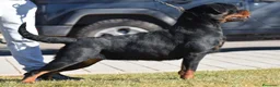 Rottweiler perros en venta: Rottvale kennel criadero desde el año 2012 en Valencia - Anuncio 6