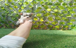 Chihuahua perros en venta: Chihuahua toy - Imagen 3