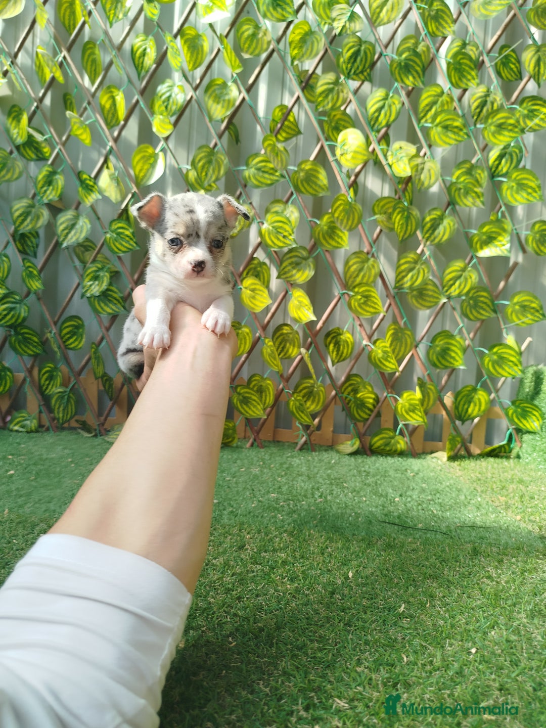 Chihuahua perros en venta: Chihuahua toy - Imagen 3