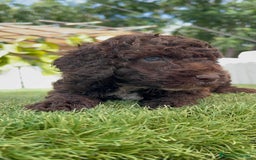 Perro de Agua Español perros en venta: PERRO DE AGUA ESPAÑOL - Imagen 6