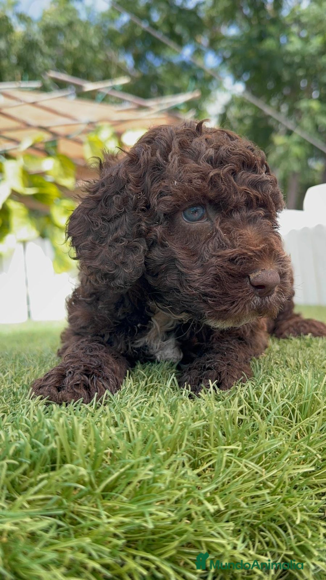 Perro de Agua Español perros en venta: PERRO DE AGUA ESPAÑOL - Imagen 6