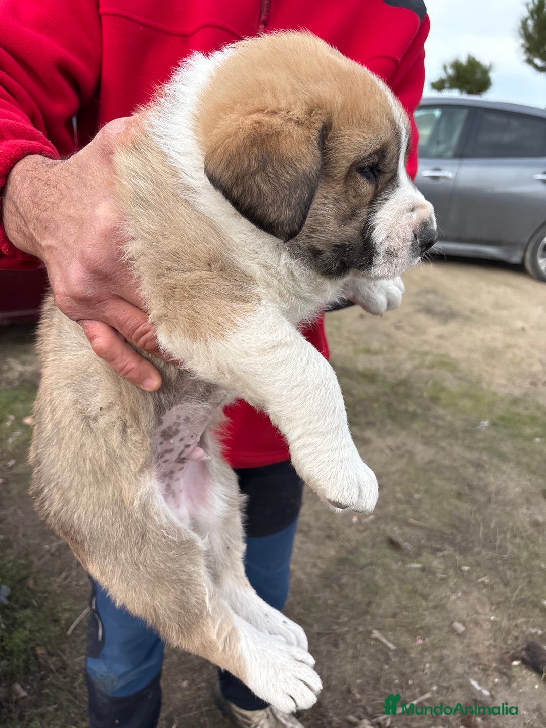 Mastín Español perros en venta: Mastín Español cachorro macho  - Anuncio 4