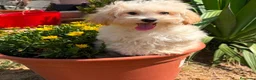 Maltipoo perros en venta: Maltipoo toy listo para entregar !!! - Anuncio 6