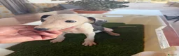 Galgo Español perros en venta: GALGO ESPAÑOL - Anuncio 2
