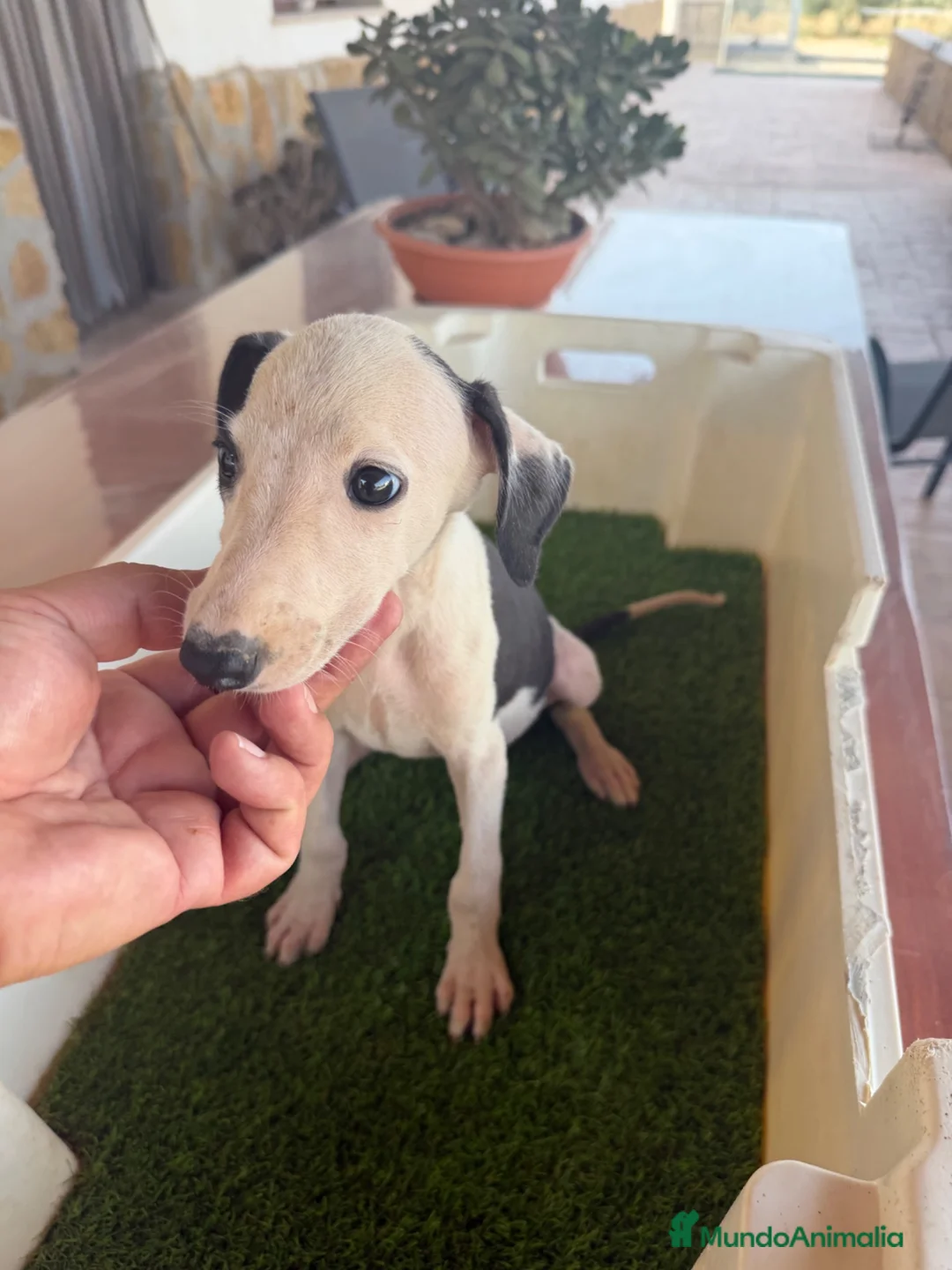 Galgo Español perros en venta: GALGO ESPAÑOL - Anuncio 2