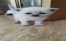 Scottish Fold gatos en venta: Scottish fold sealt point en Madrid - Imagen 6