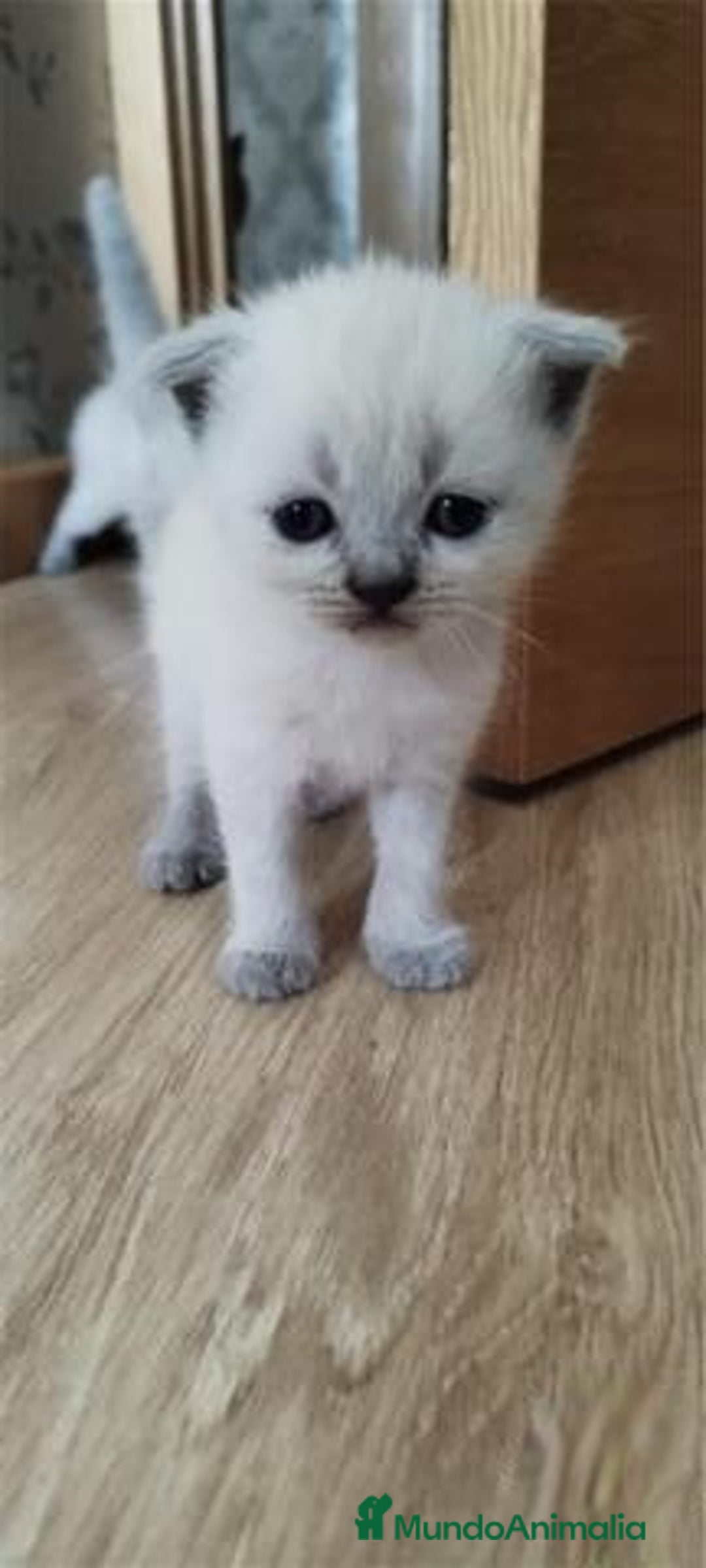 Scottish Fold gatos en venta: Scottish fold sealt point en Madrid - Imagen 6