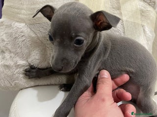 Pequeño Lebrel Italiano perros en Granada - Anuncio 2