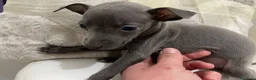 Pequeño Lebrel Italiano perros en venta: Galgos Picolo    - Anuncio 1