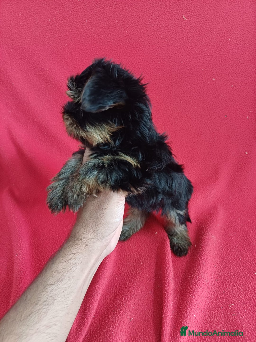 Yorkshire Terrier perros en venta: Yorkshire Toy  - Imagen 2