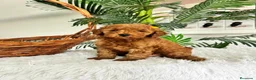 Caniche Toy perros en venta: CANCIHE ROJO - Anuncio 26