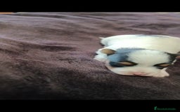 Biewer Yorkshire Terrier a la Pom Pon perros en venta: Yorkshire biewer toy  - Anuncio 2