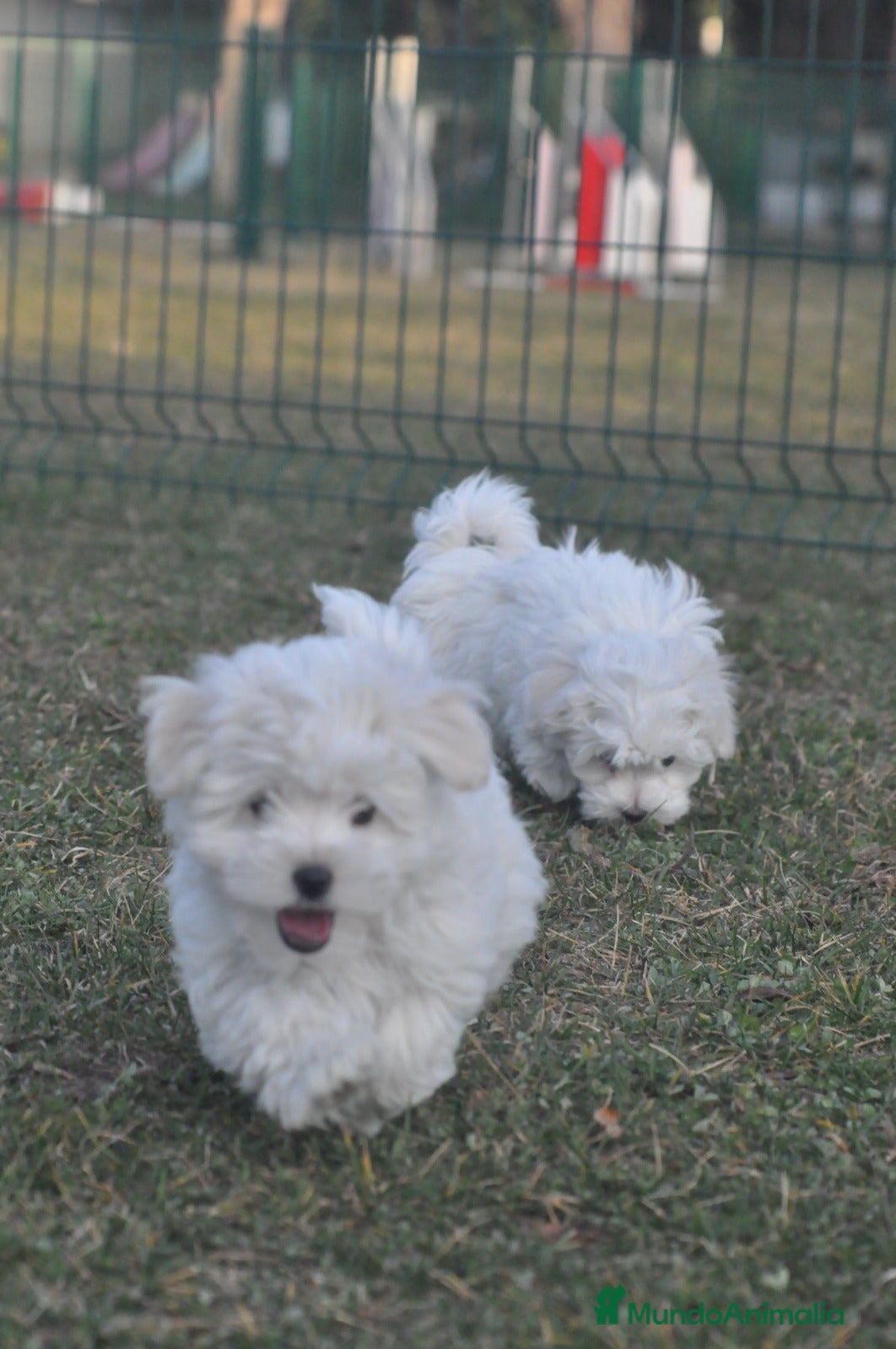 Bichón Maltés perros expectaculares cachorros - Anuncio 1