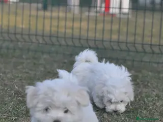 Bichón Maltés perros expectaculares cachorros - Anuncio 1