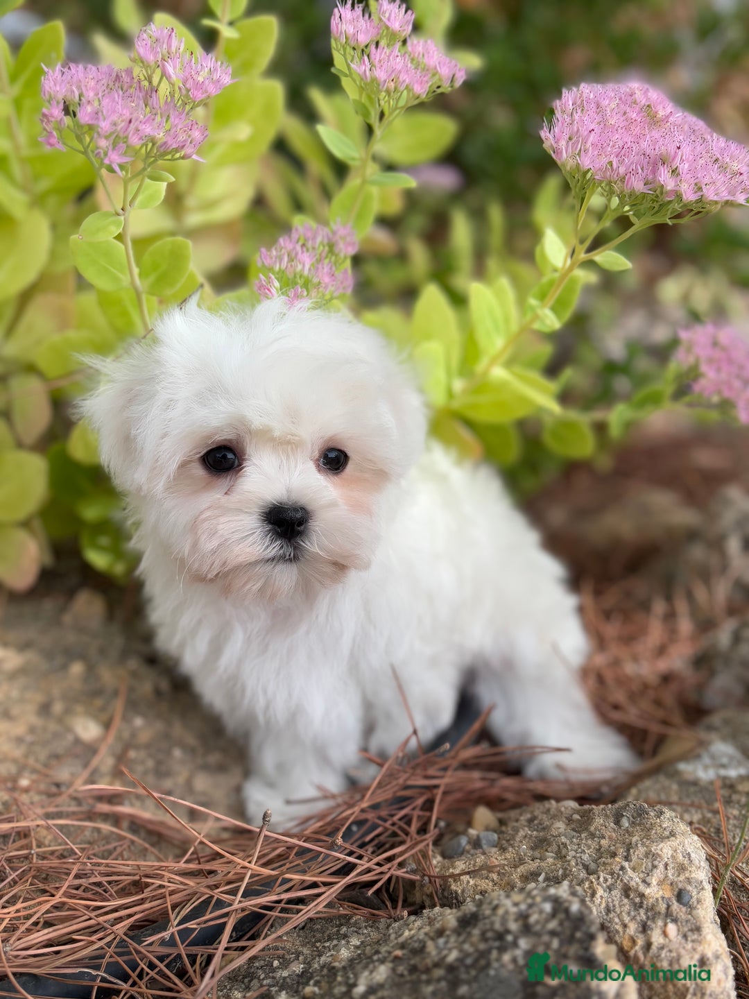 Bichón Maltés perros en venta: Bichon Maltés toy hembra y macho  - Imagen 4