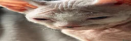 Sphynx gatos en venta: Camada Sphynx blanco - Anuncio 1